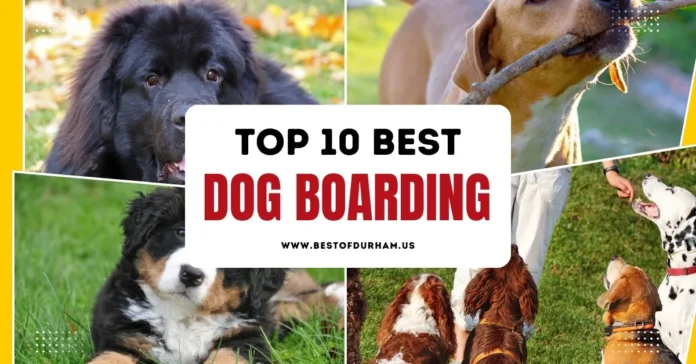 Best Dog Boarding in Durham NC