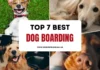 The 7 Best Dog Boarding in Durham, NC – Updated 2025 Best Dog Boarding in Durham