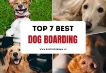 The 7 Best Dog Boarding in Durham, NC – Updated 2025 Best Dog Boarding in Durham