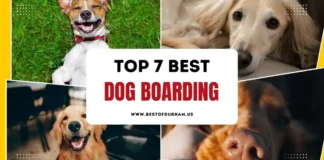 The 7 Best Dog Boarding in Durham, NC – Updated 2025 Best Dog Boarding in Durham